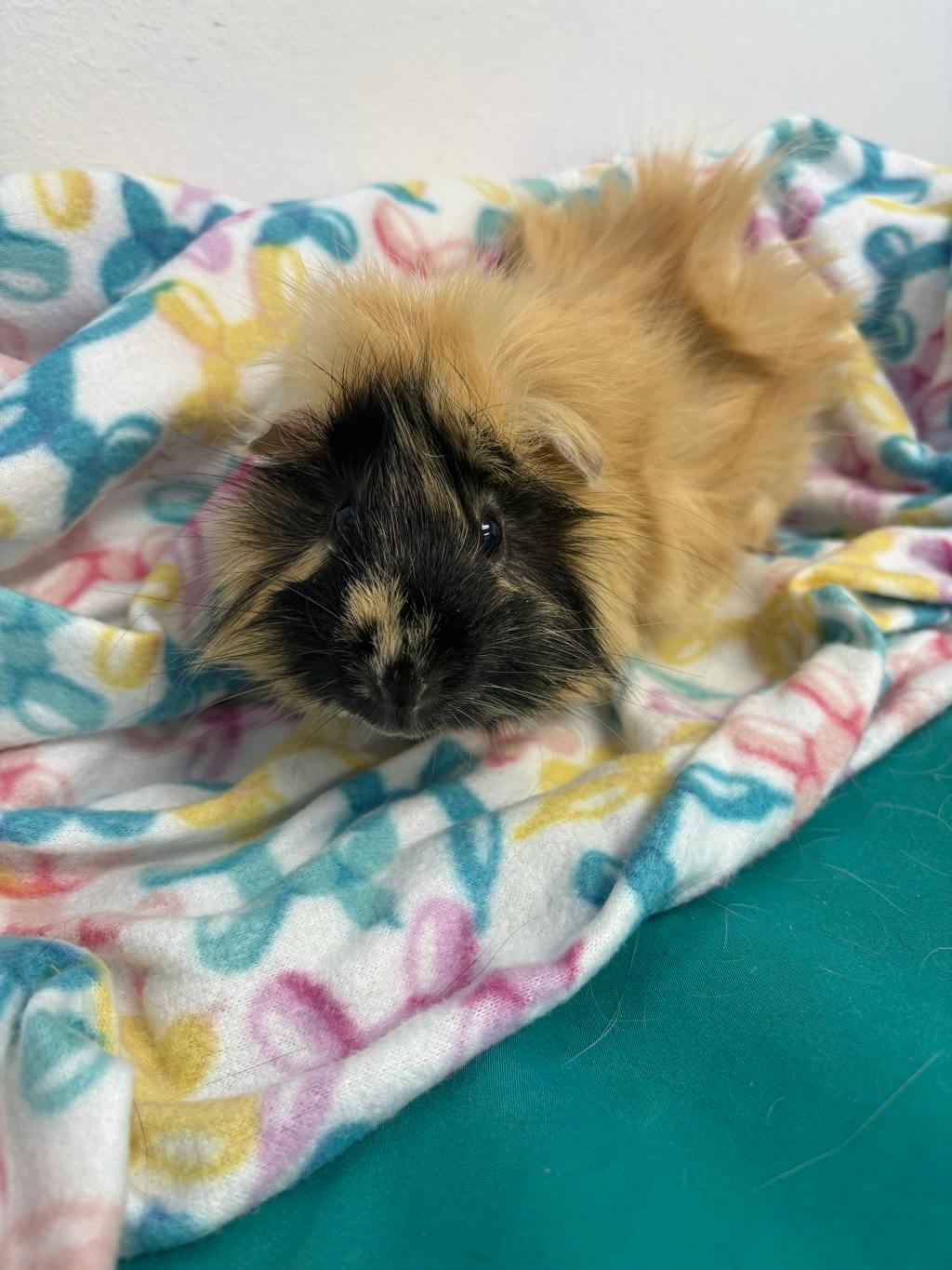 Rocky (bonded To Gus) Image
