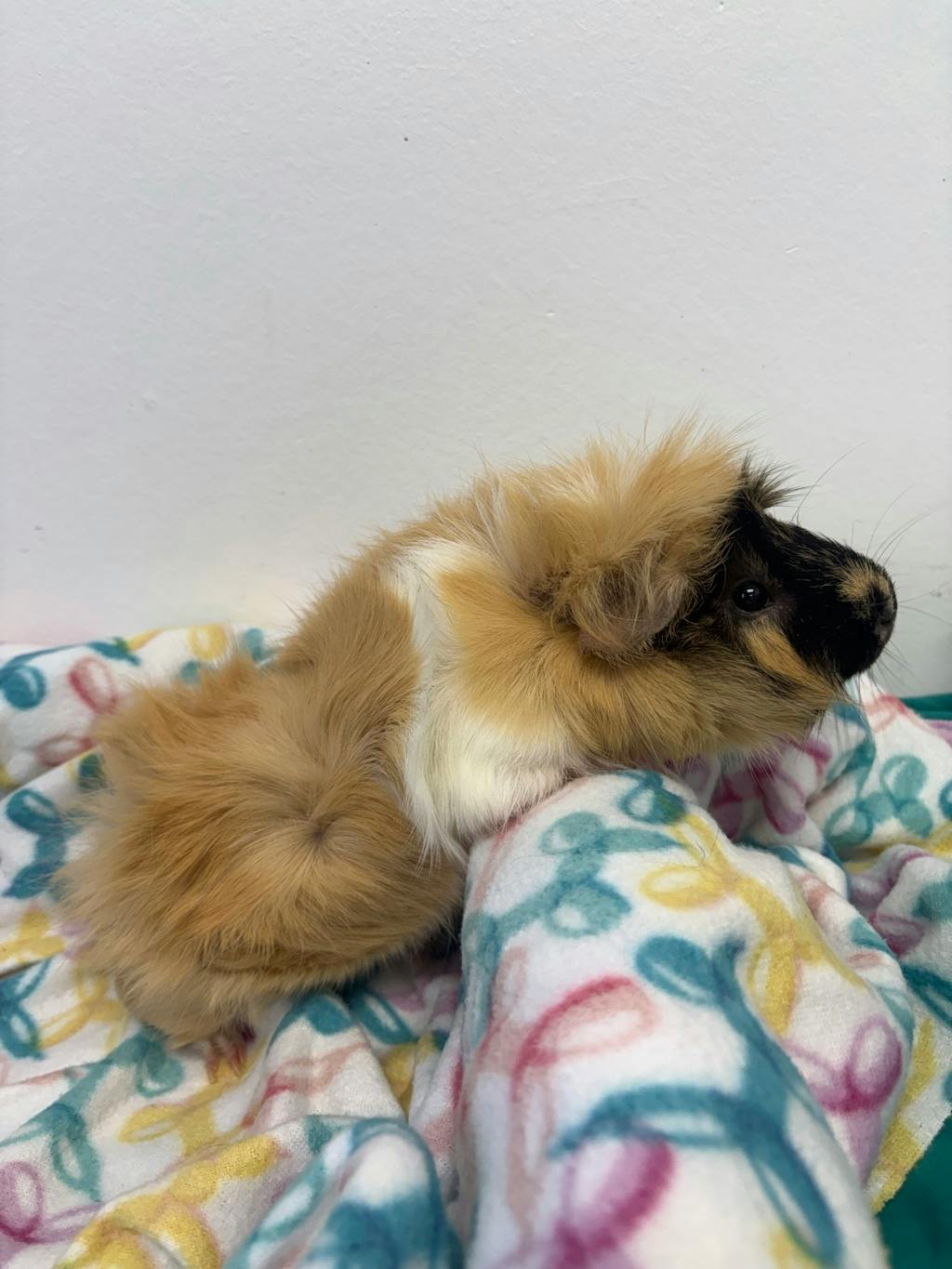 Rocky (bonded To Gus) Image