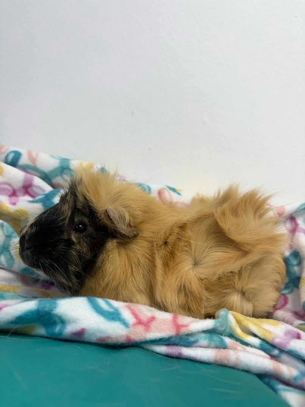 Rocky (bonded To Gus) Image