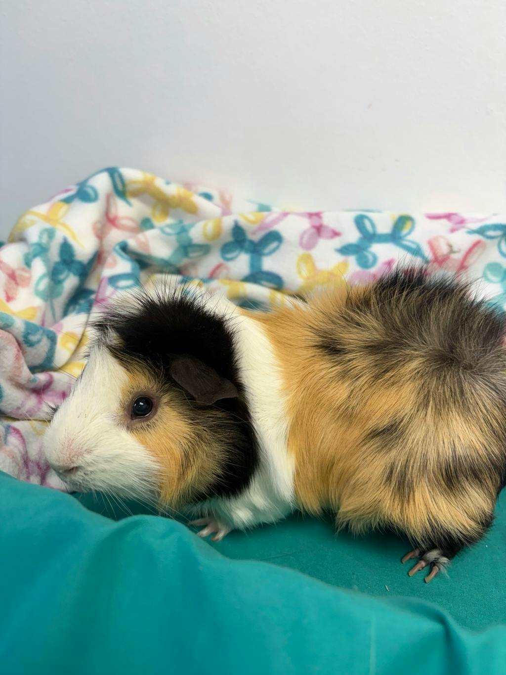 Gus (bonded To Rocky) Image