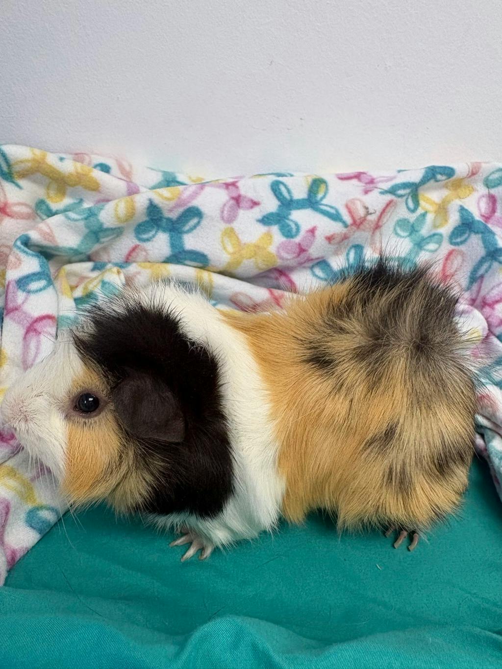 Gus (bonded To Rocky) Image