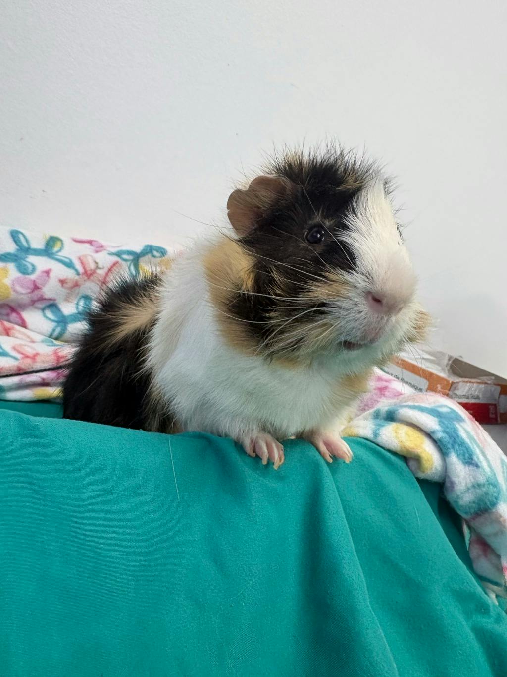 Gus (bonded To Rocky) Image