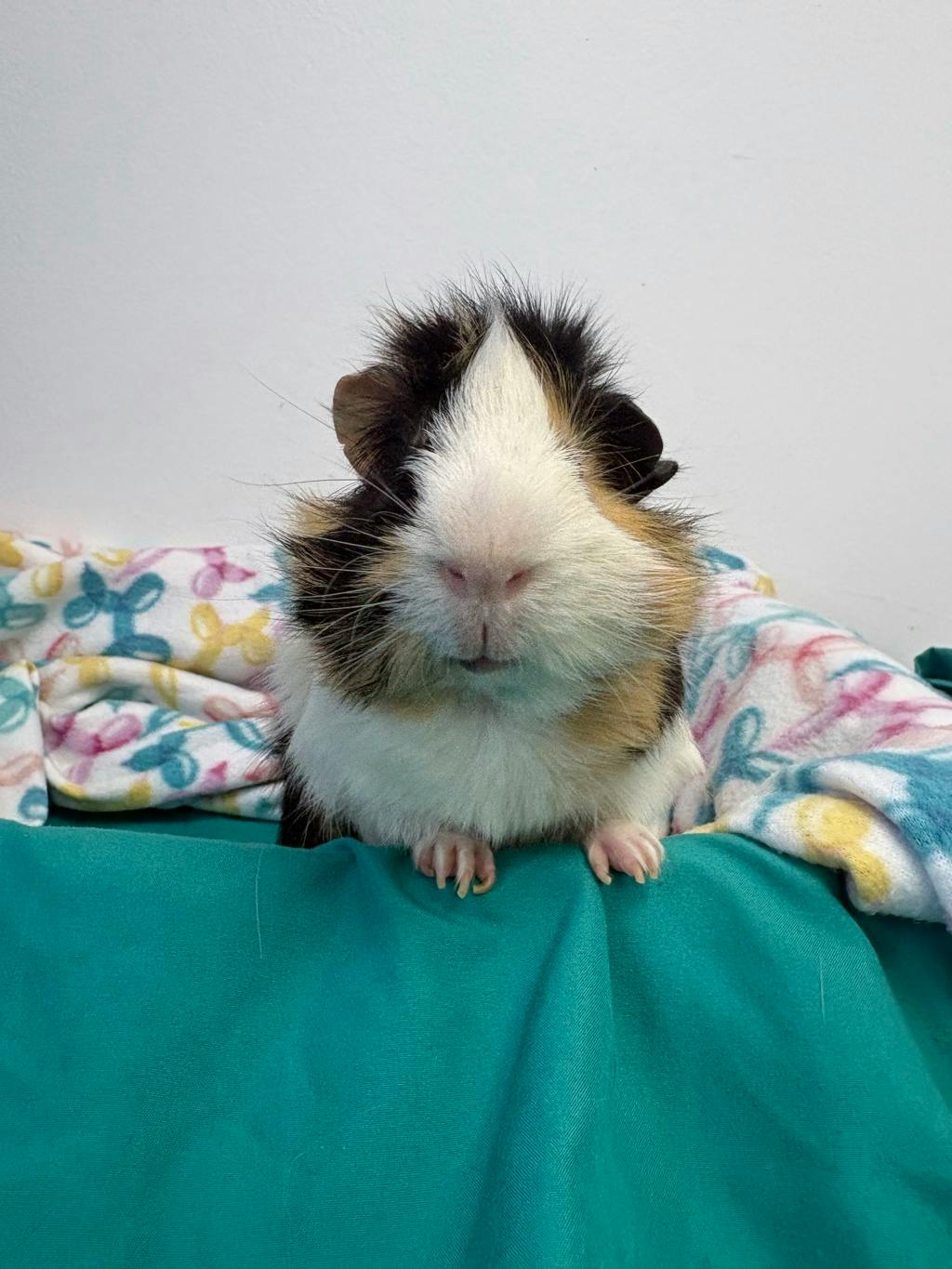 Gus (bonded To Rocky) Image
