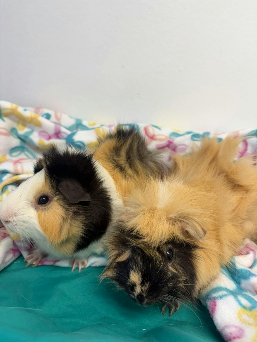 Gus (bonded To Rocky) Image