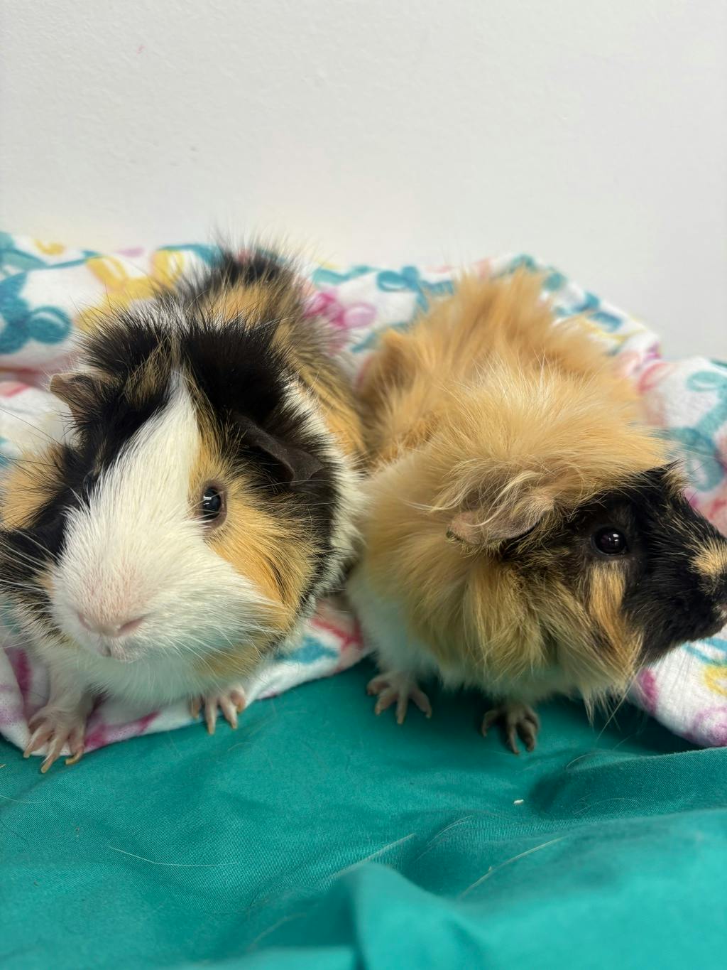 Gus (bonded To Rocky) Image