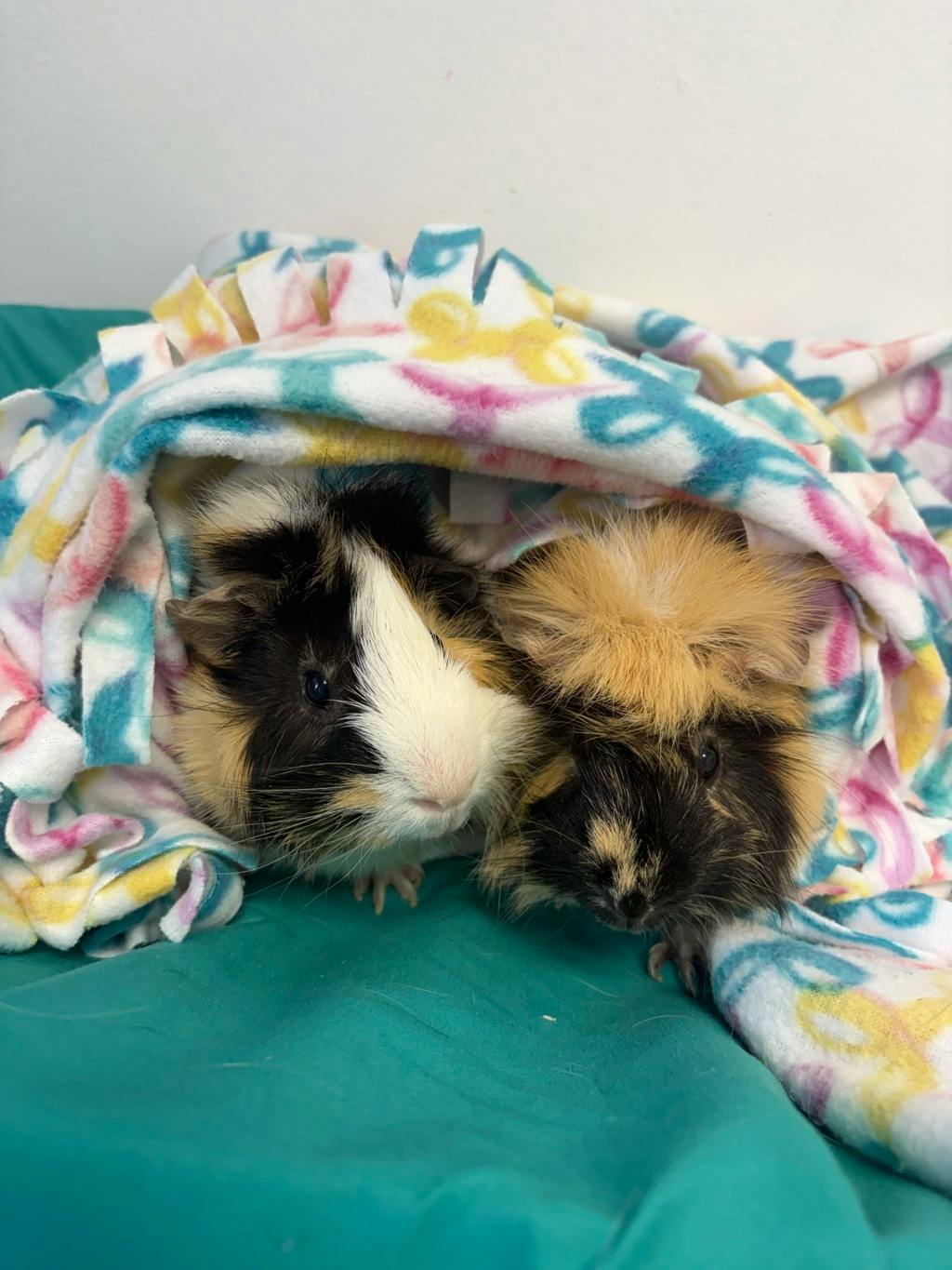 Gus (bonded To Rocky) Image