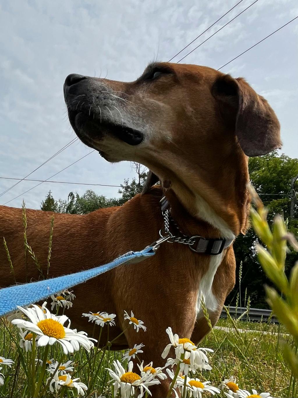 Hound