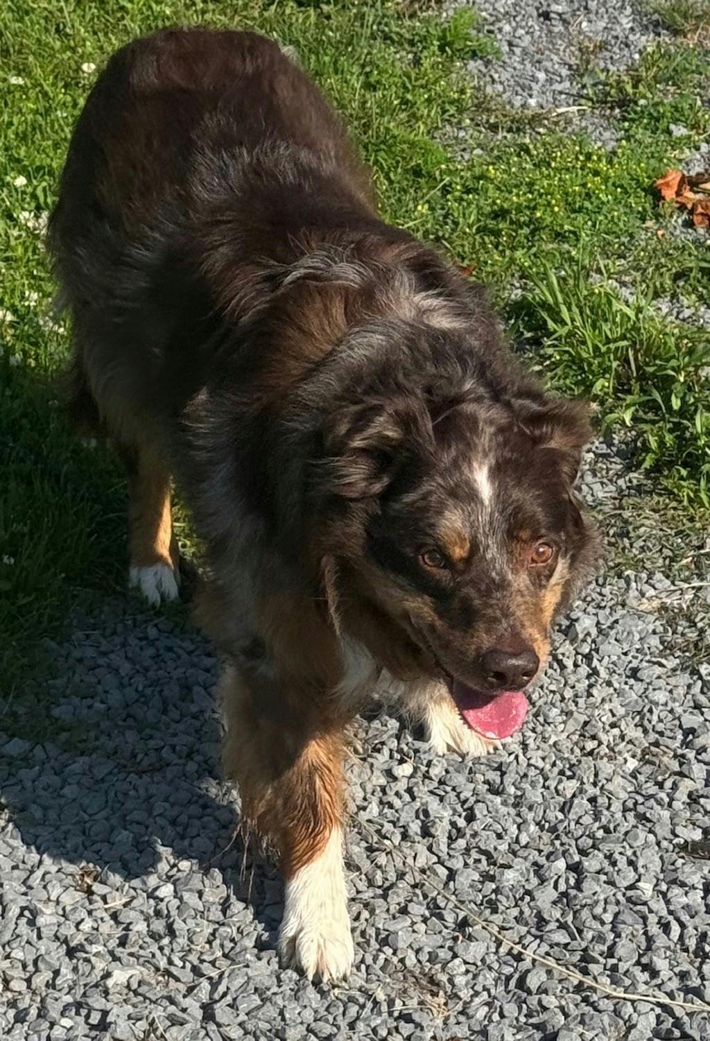Gus Image
