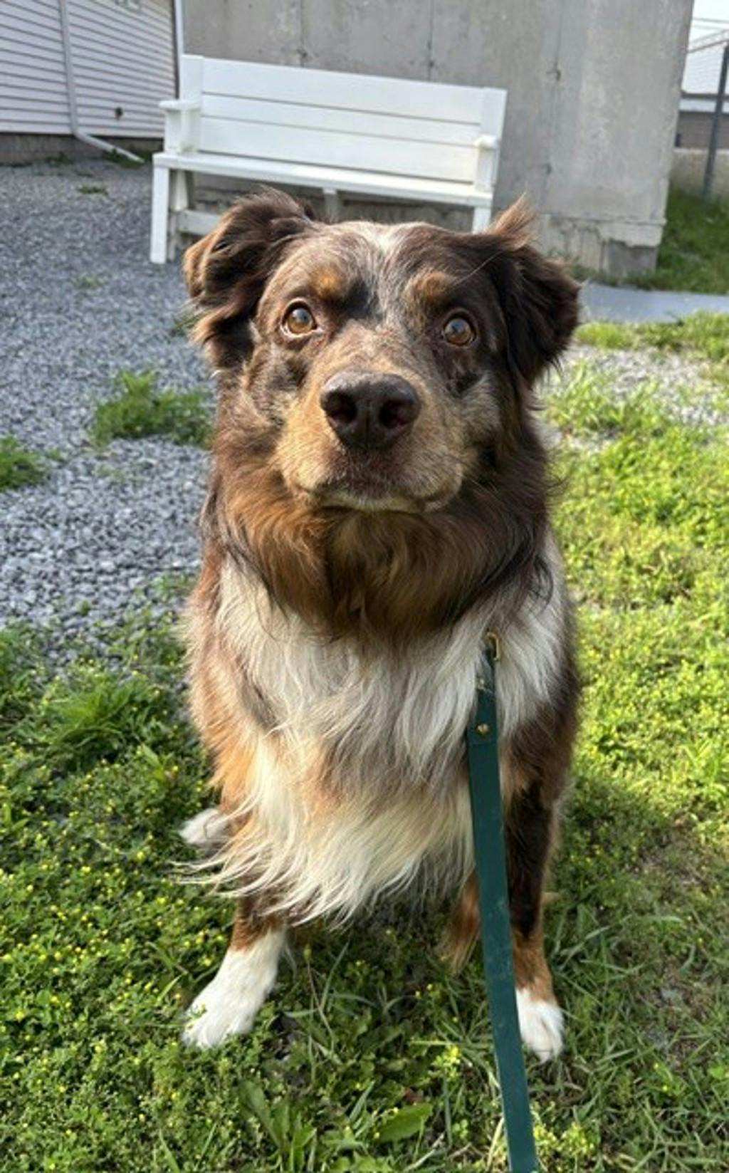 Gus Image