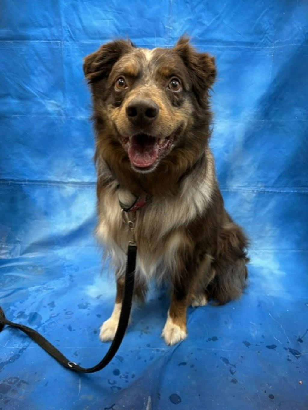 Australian Shepherd