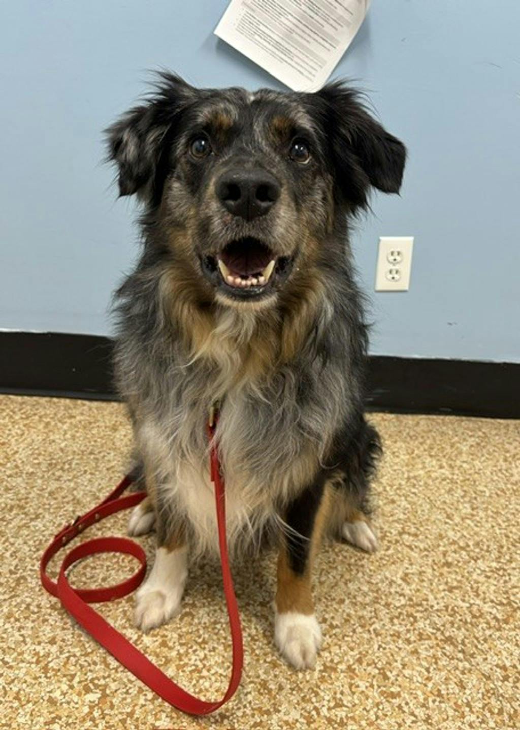 Australian Shepherd
