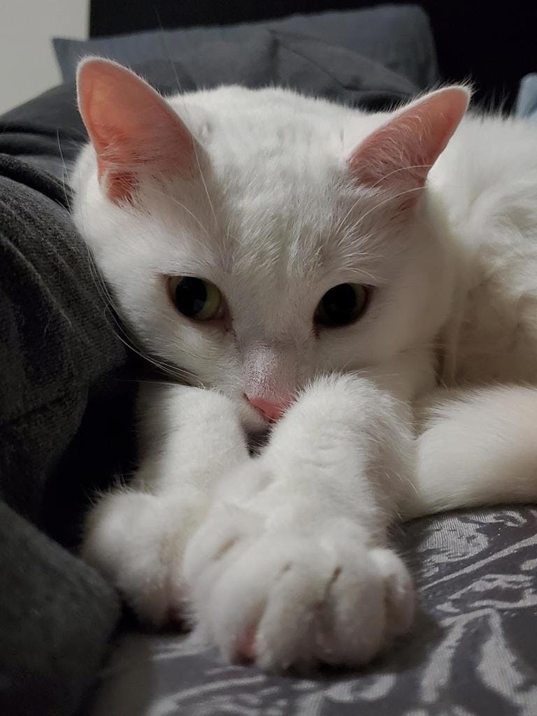 Coco Image