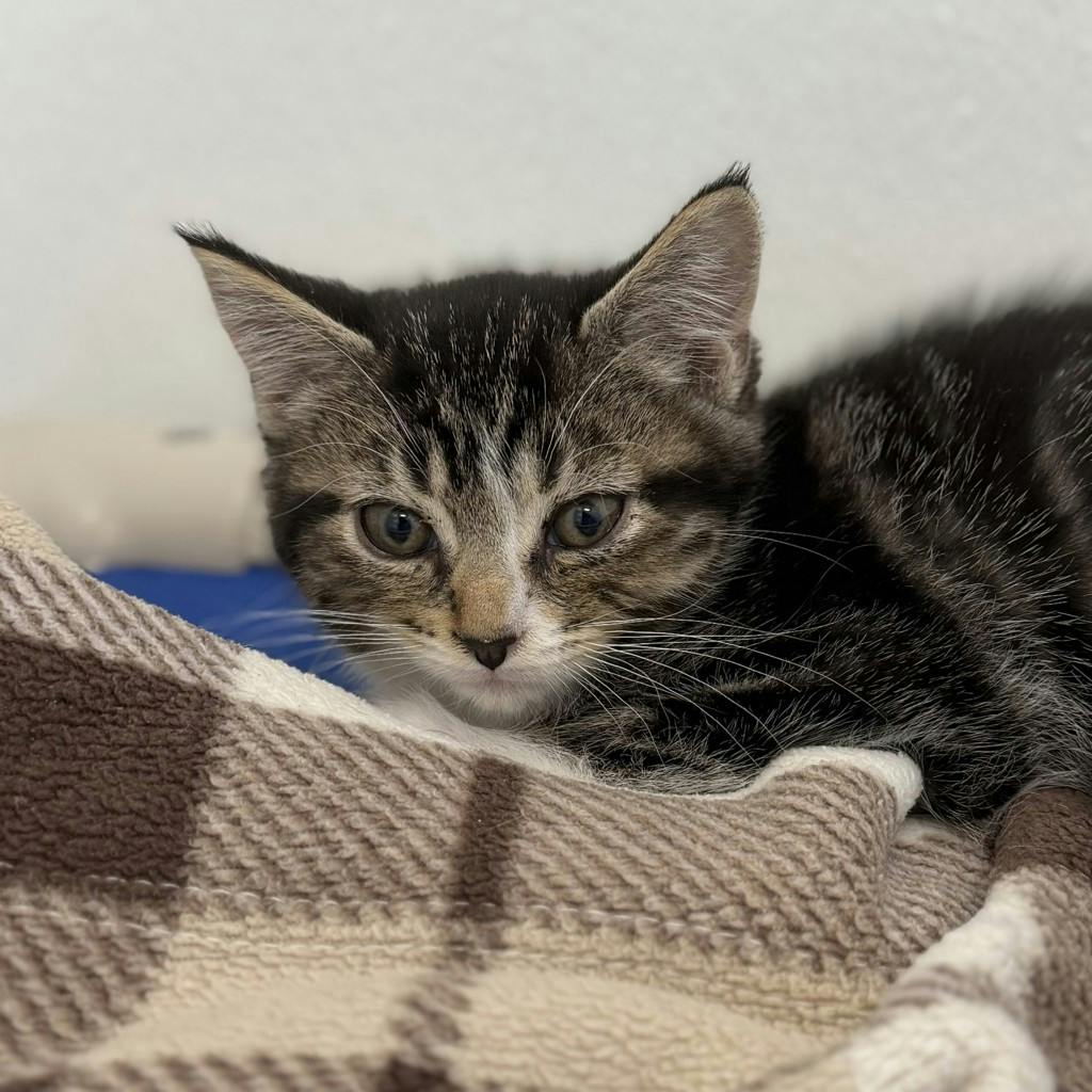 Amaya Image