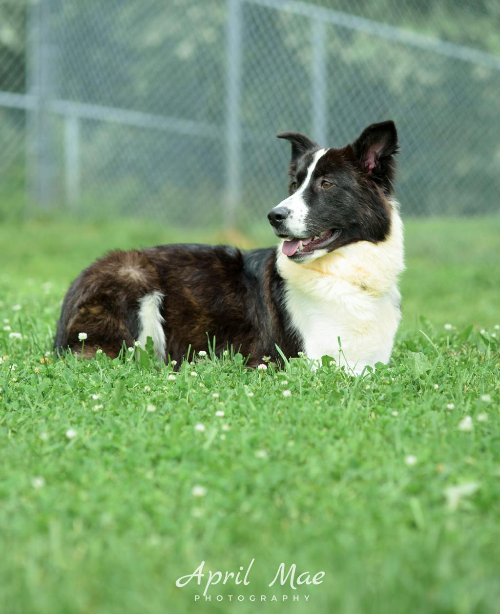 Dexter Image
