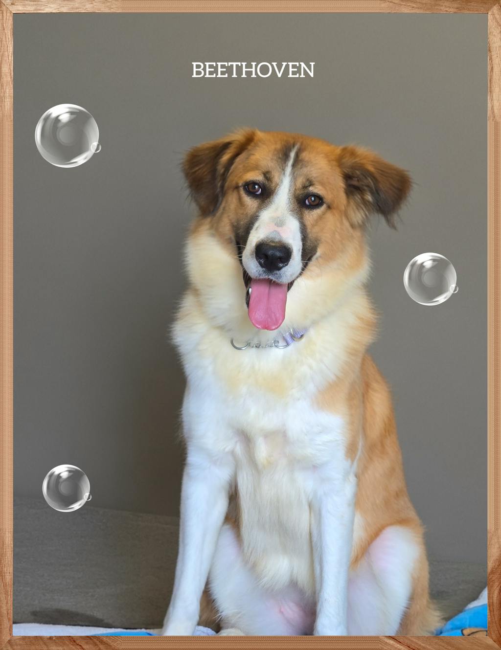 Border Collie