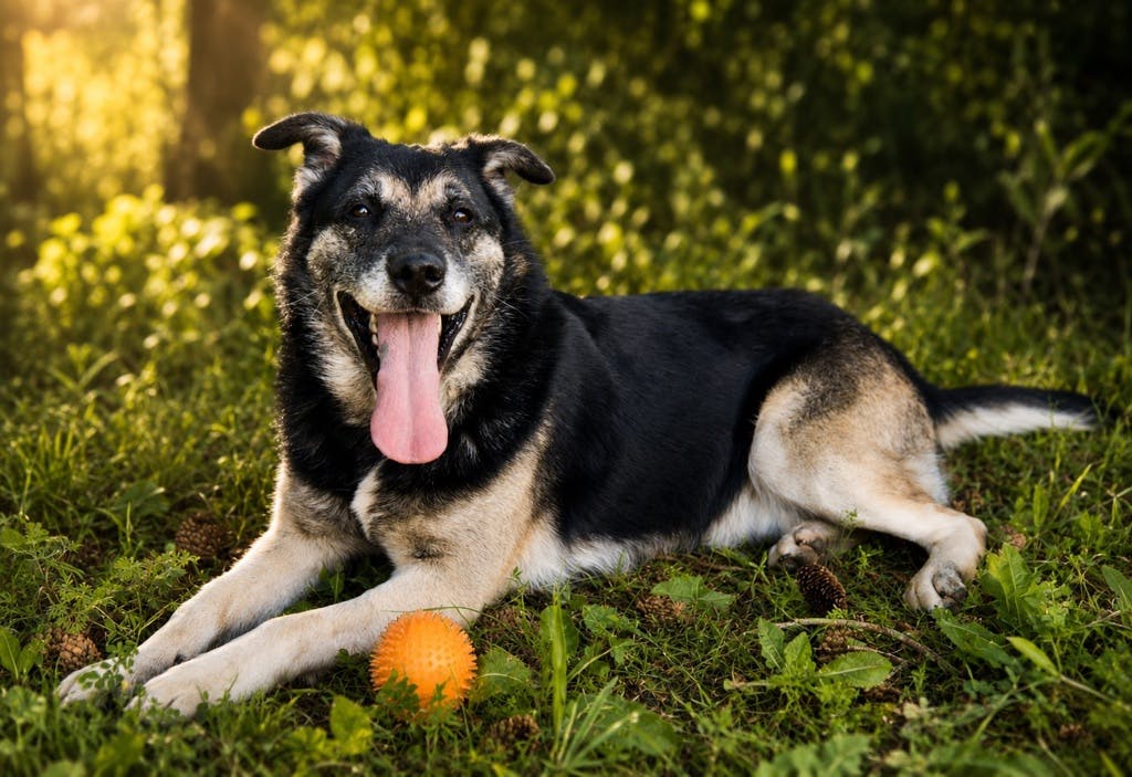 German Shepherd