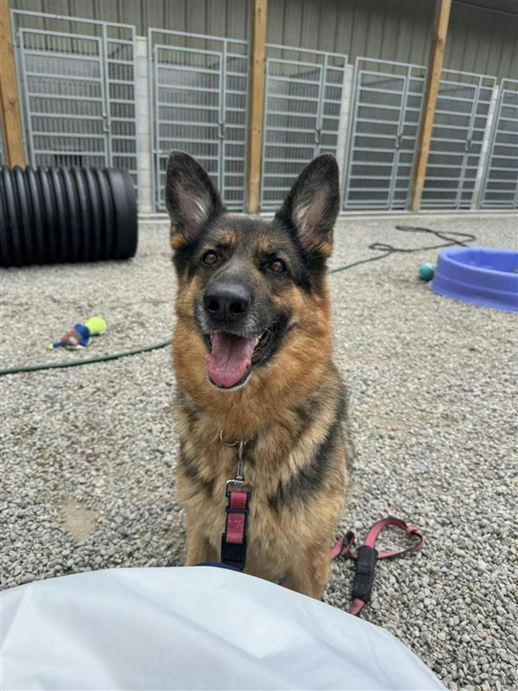 Lucy Image