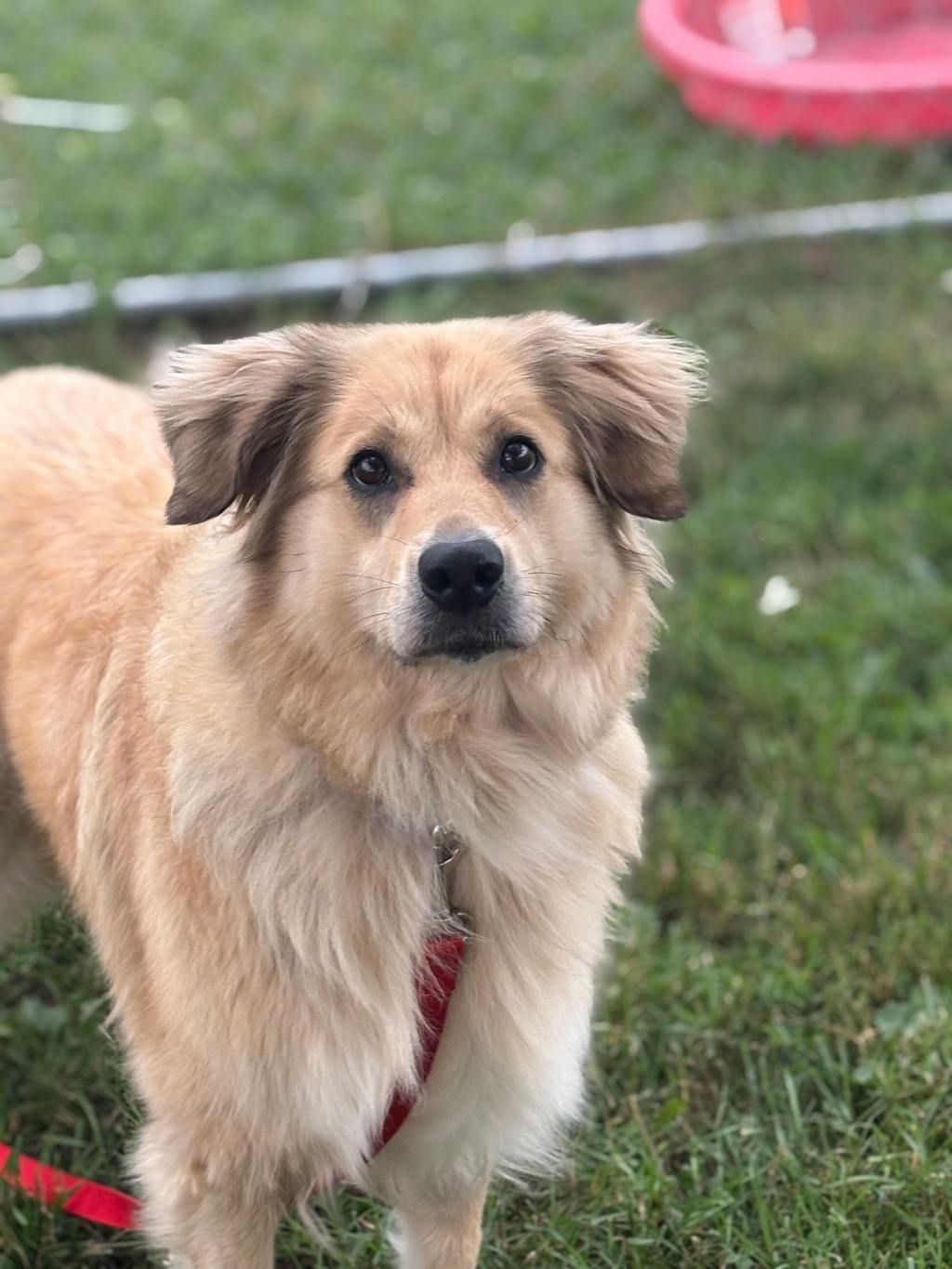 Lulu