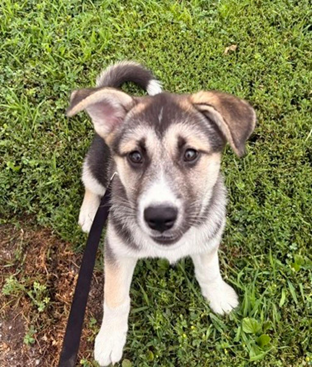 Bailey Image