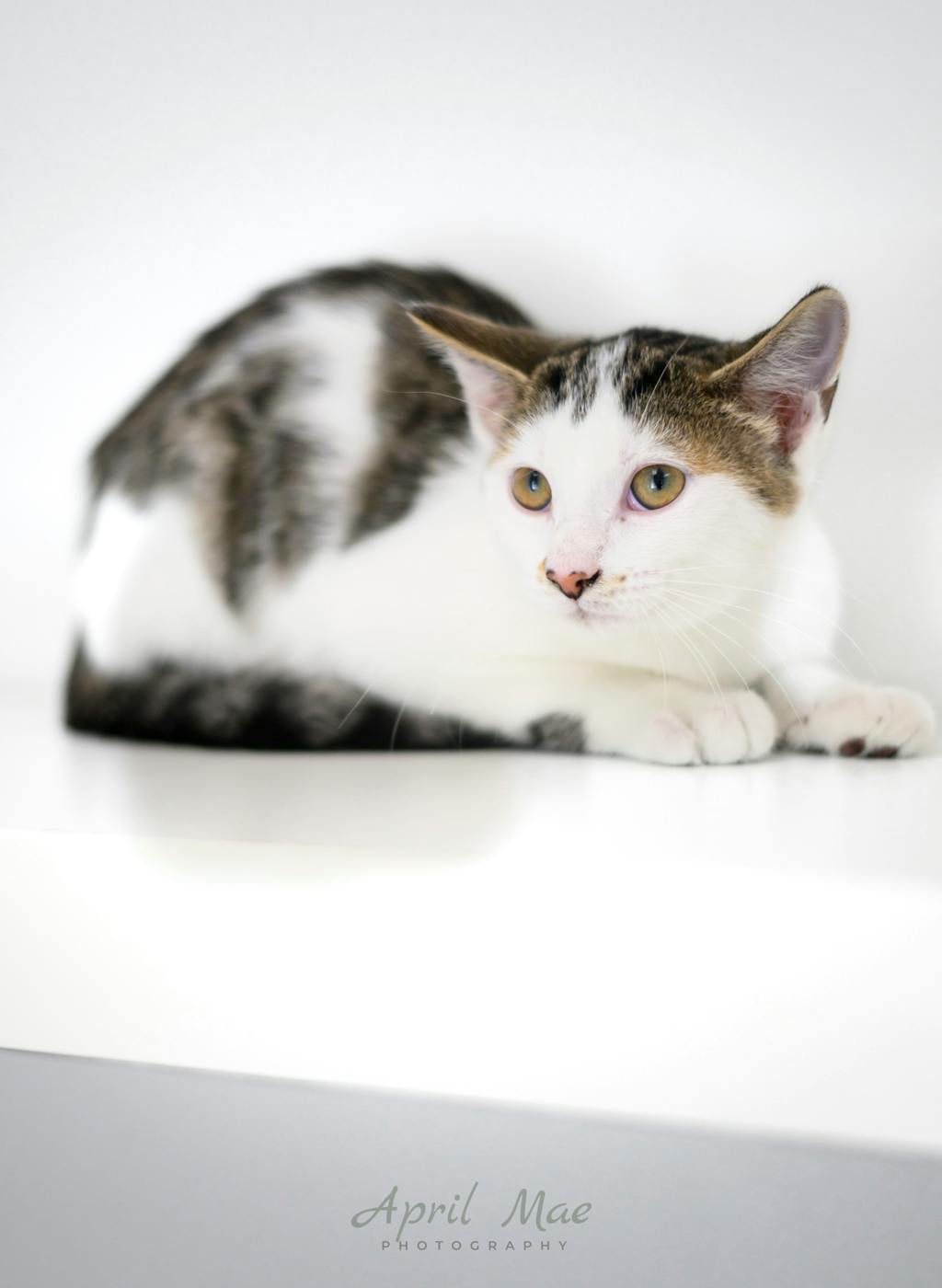 Squid, a 3 months old White Male Domestic Medium Hair Kitten