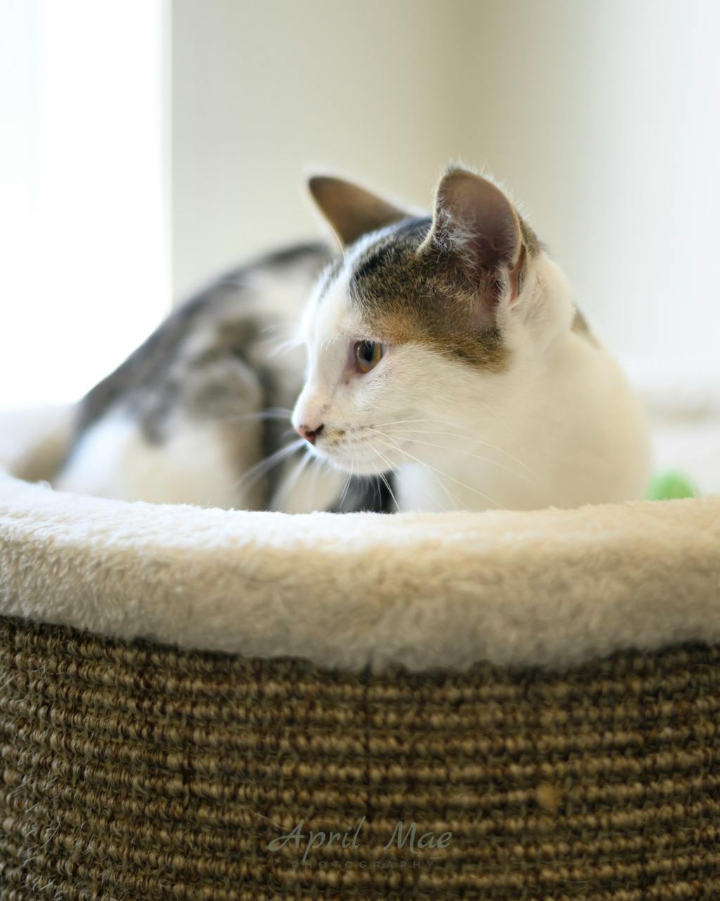 Squid, a 3 months old White Male Domestic Medium Hair Kitten