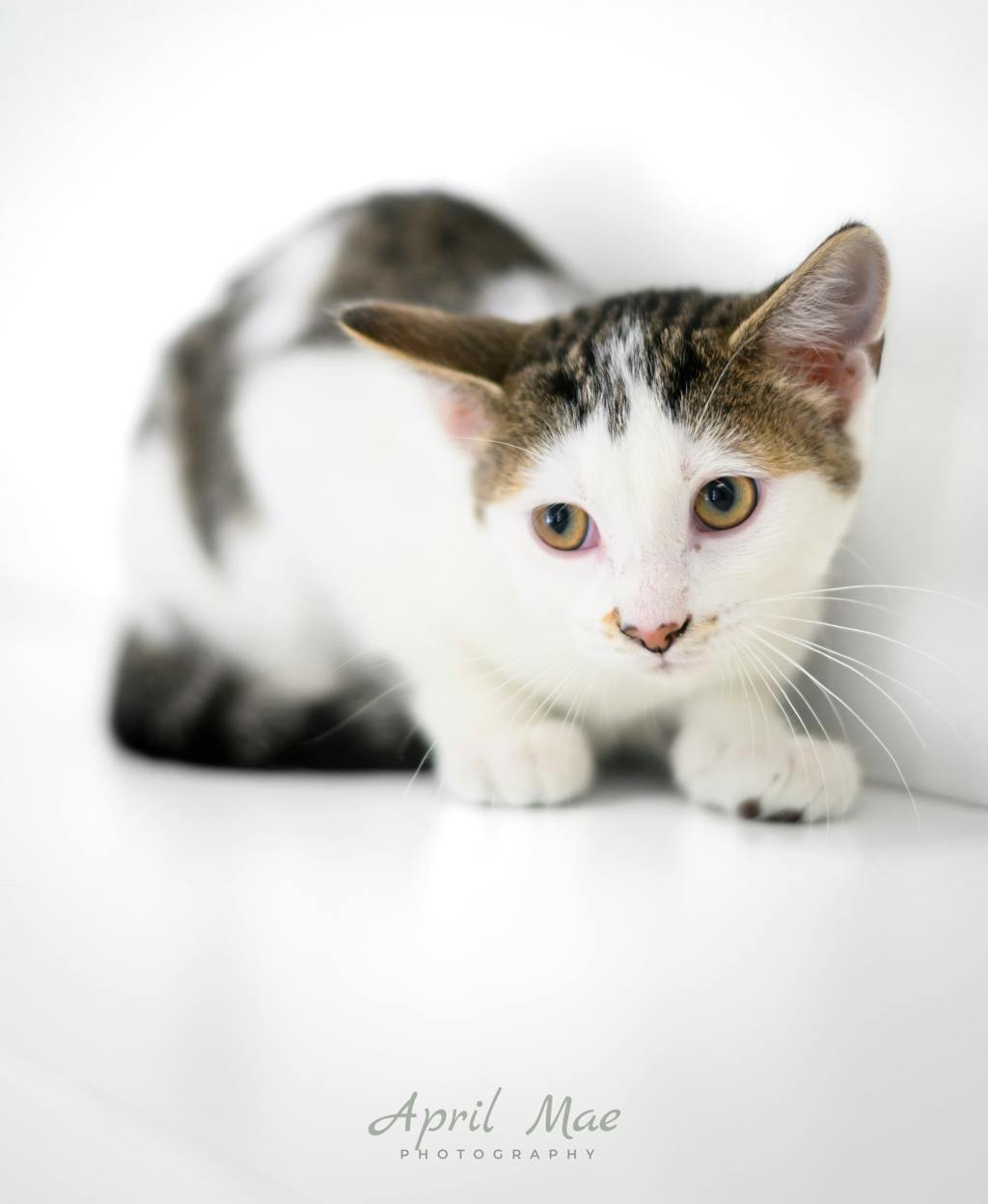 Squid, a 3 months old White Male Domestic Medium Hair Kitten