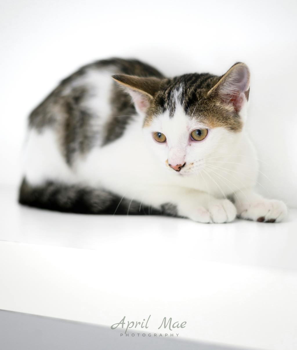 Squid, a 3 months old White Male Domestic Medium Hair Kitten