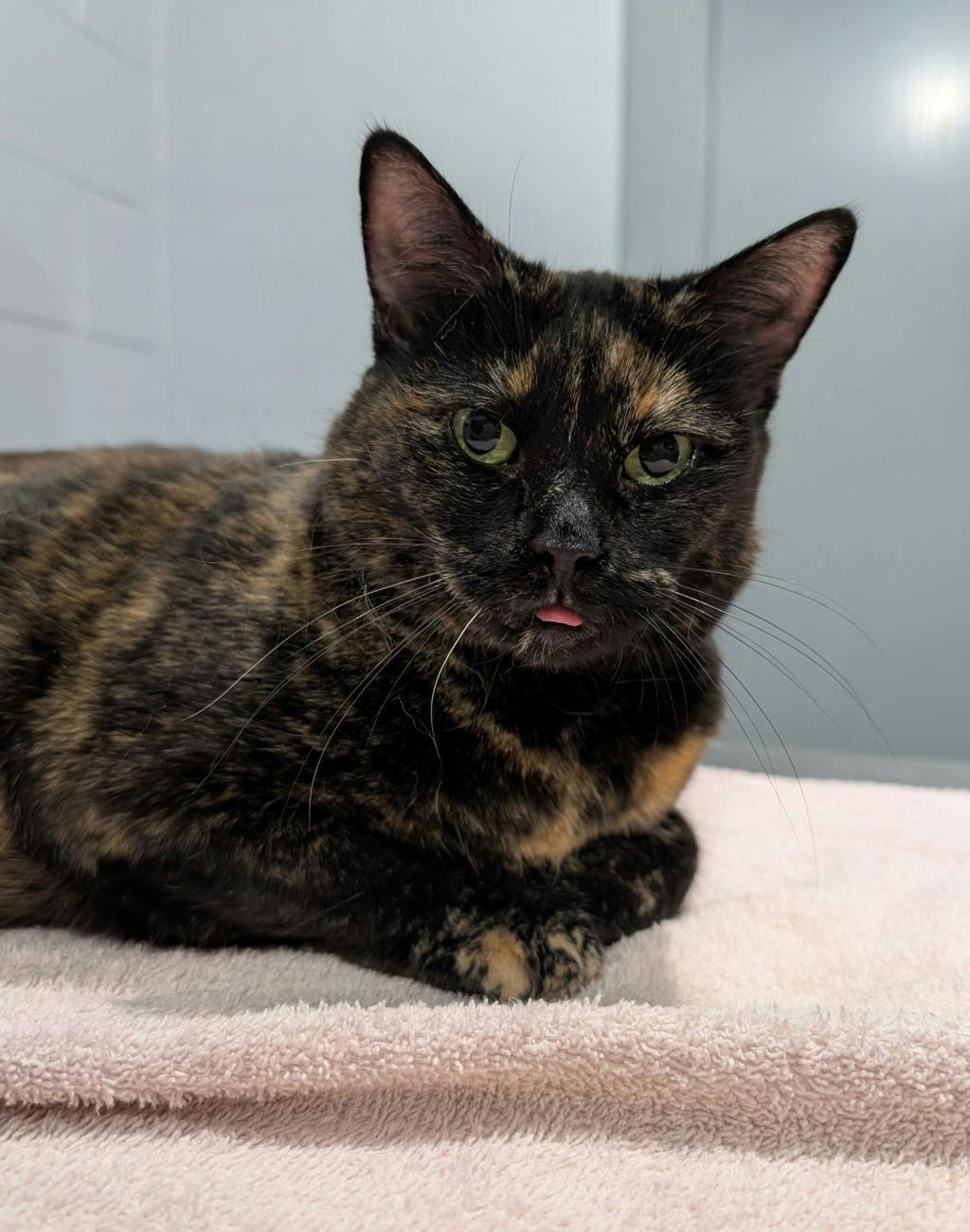 Missy Image
