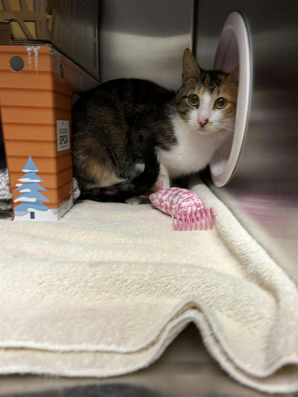 Cat G.P.T, a 2 years and 2 months old Torbie Female Domestic Short Hair Cat