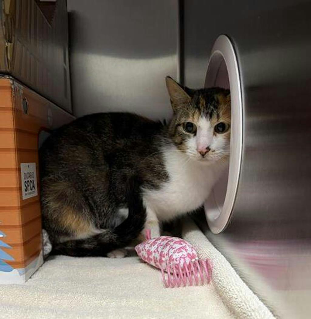 Cat G.P.T, a 2 years and 2 months old Torbie Female Domestic Short Hair Cat