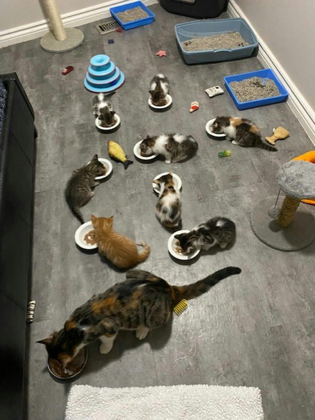 Cat G.P.T, a 2 years and 2 months old Torbie Female Domestic Short Hair Cat