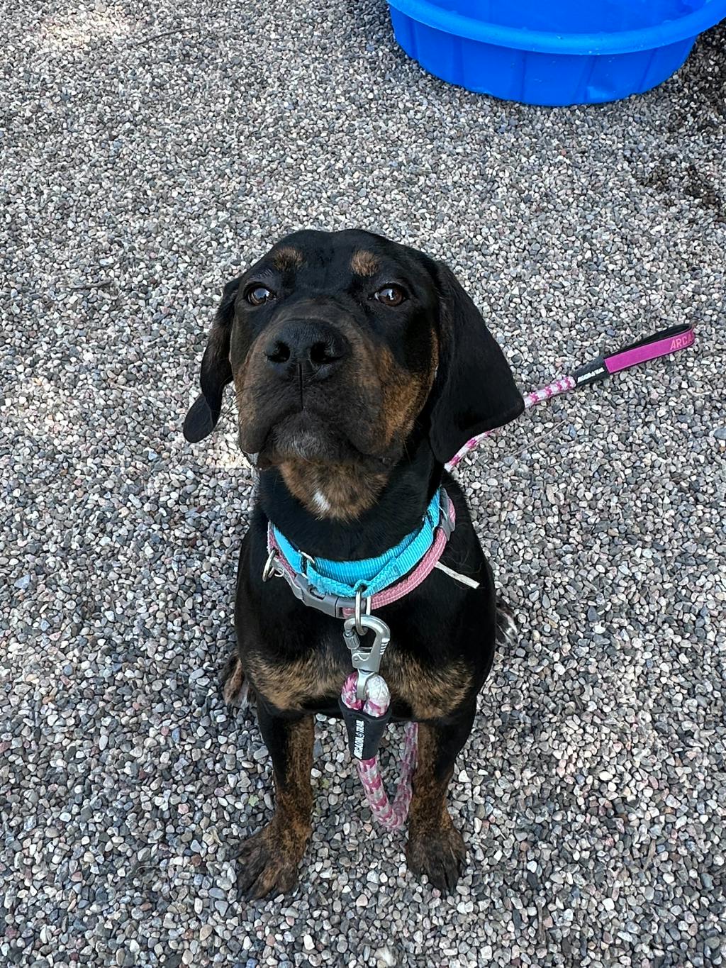 Millie Image