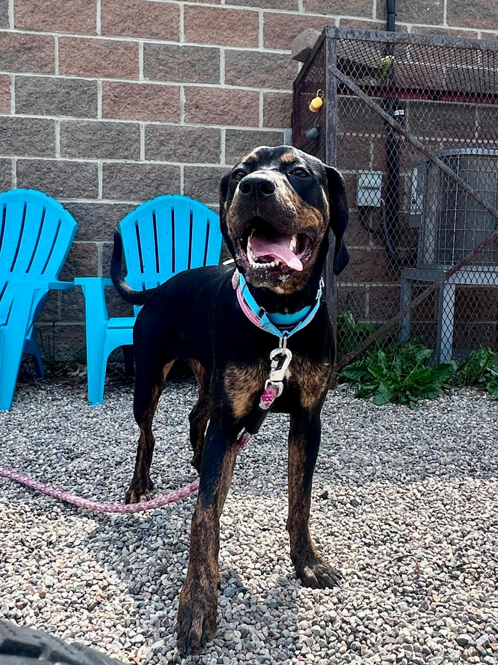 Millie Image