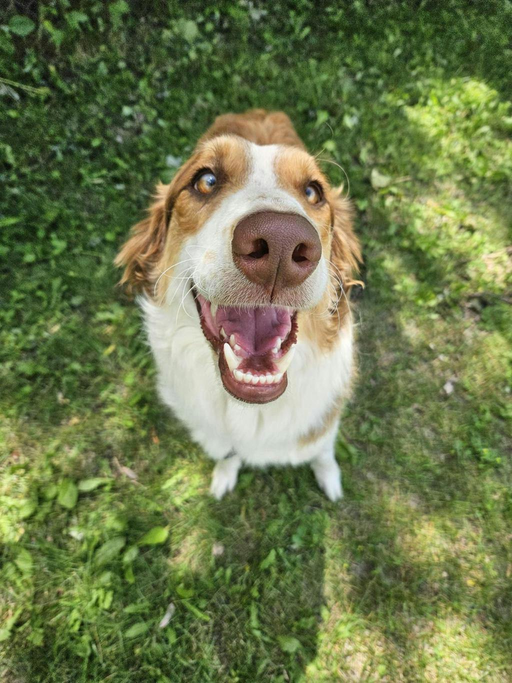 Australian Shepherd