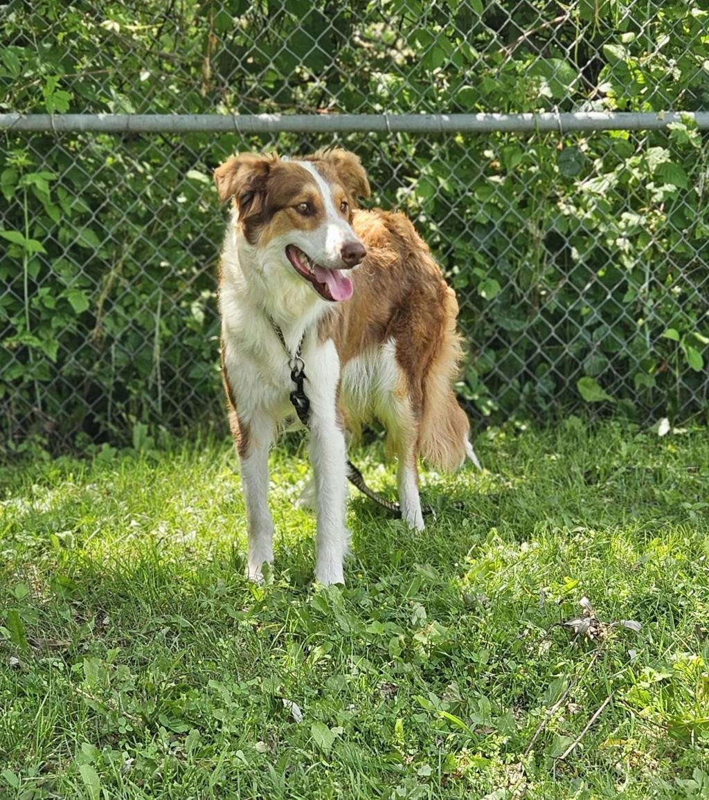 Lucy Image