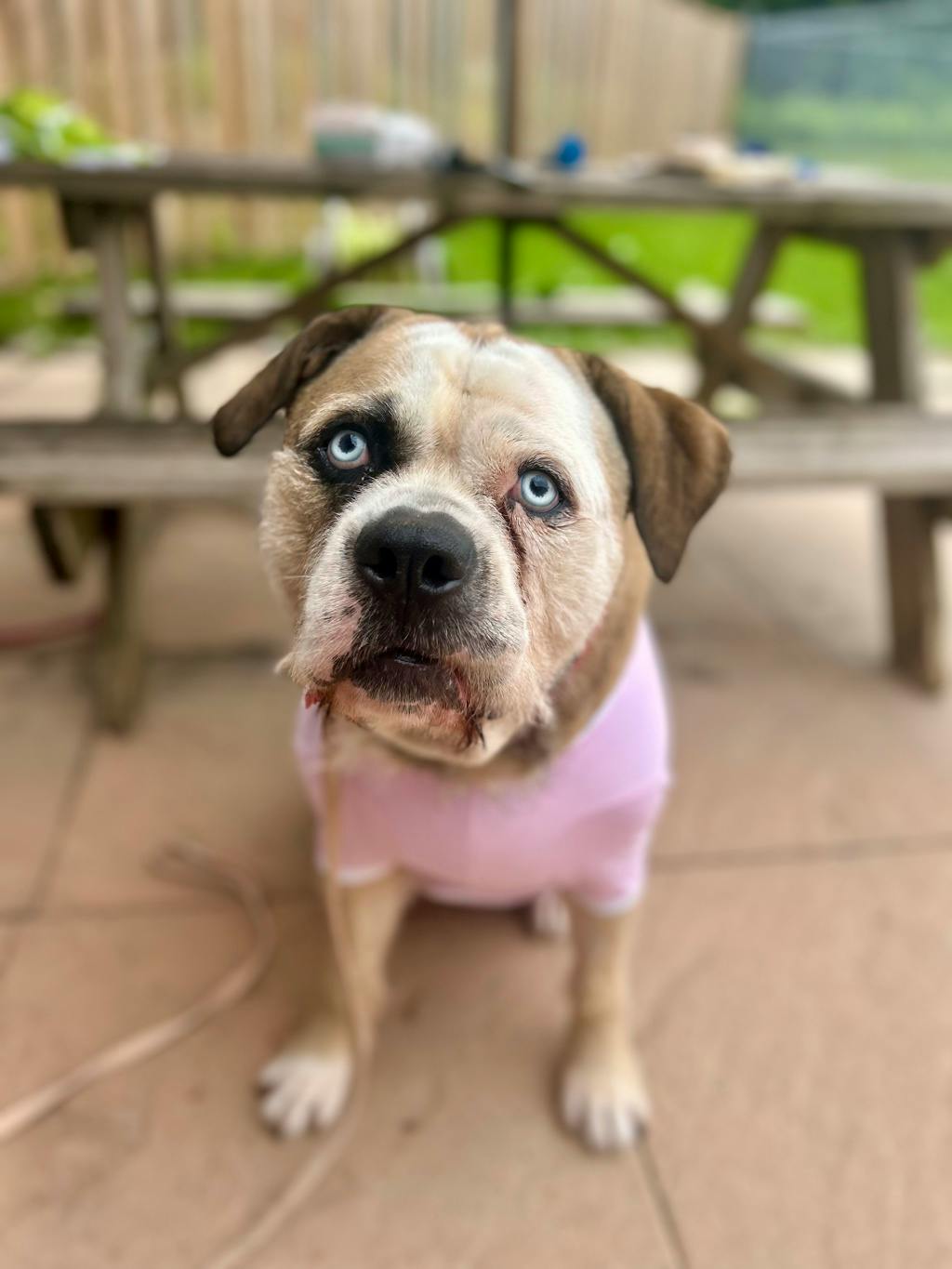 Bulldog