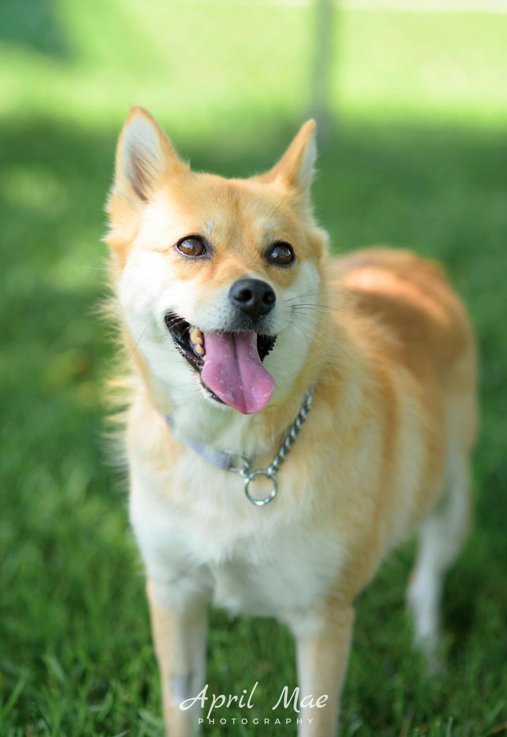 Pomeranian