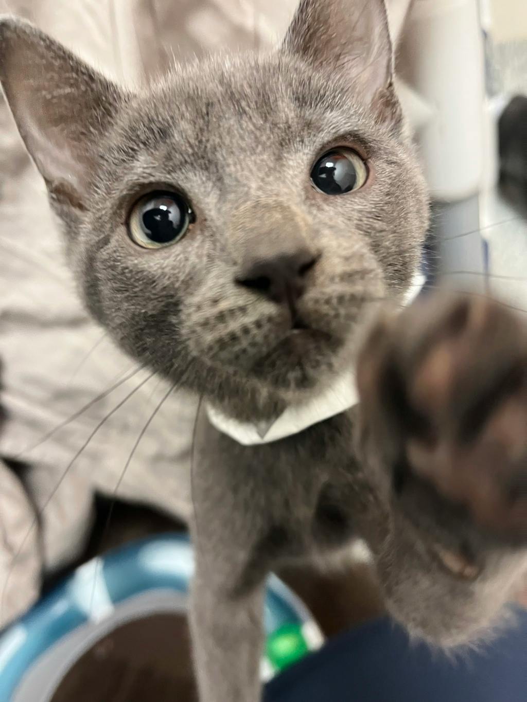 Miney, a 10 weeks old Grey Female Domestic Short Hair Kitten