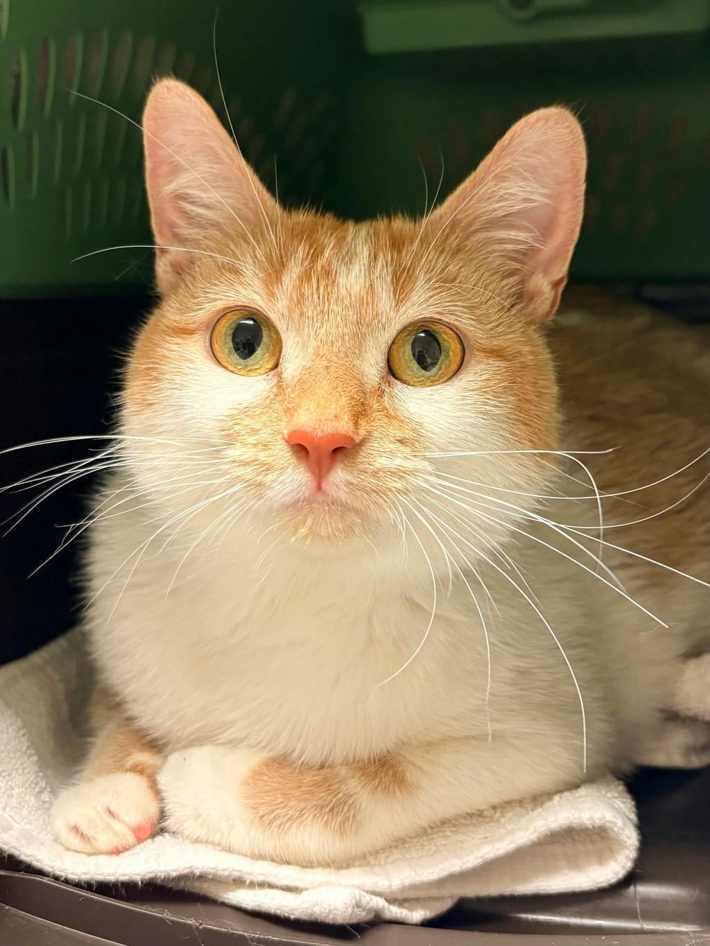Gennifer, a 2 years and 2 months old Orange Tabby Female Domestic Short Hair Cat