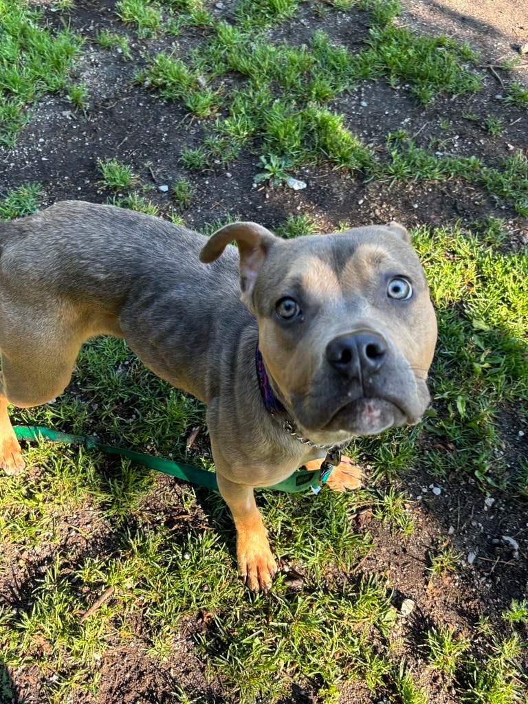 Nelly Image