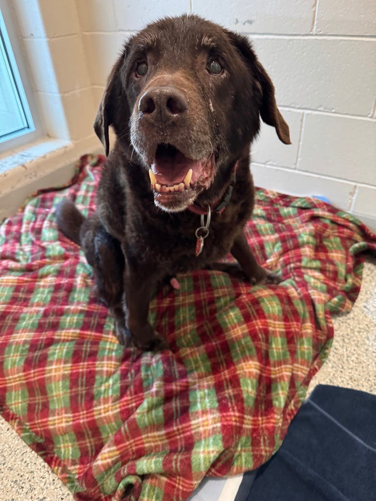 Adoptable Dog