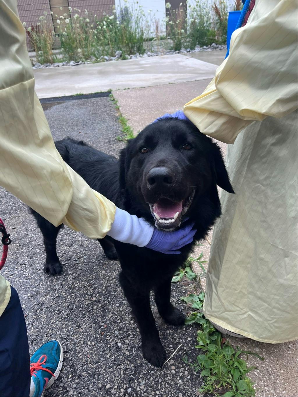 Adoptable Dog