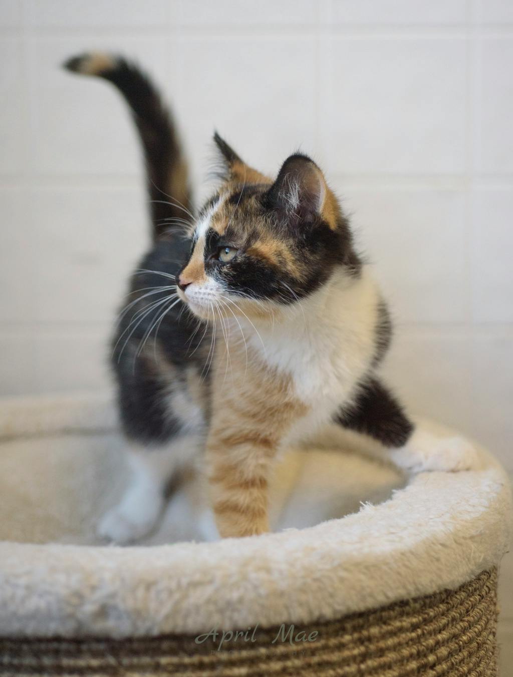 Birch (petsmart) Image