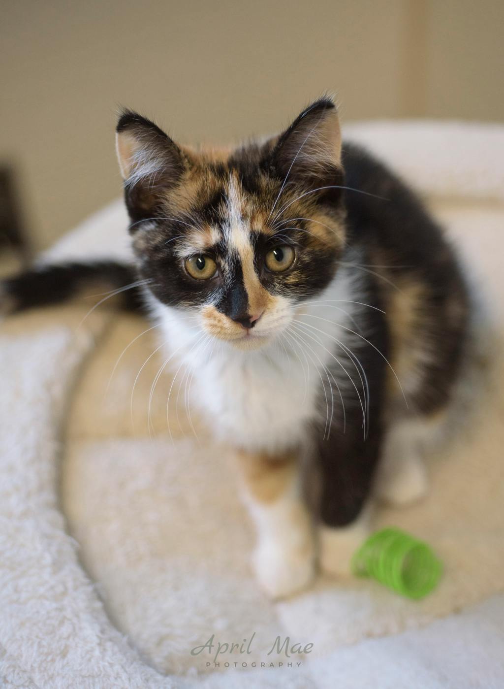 Birch (petsmart) Image