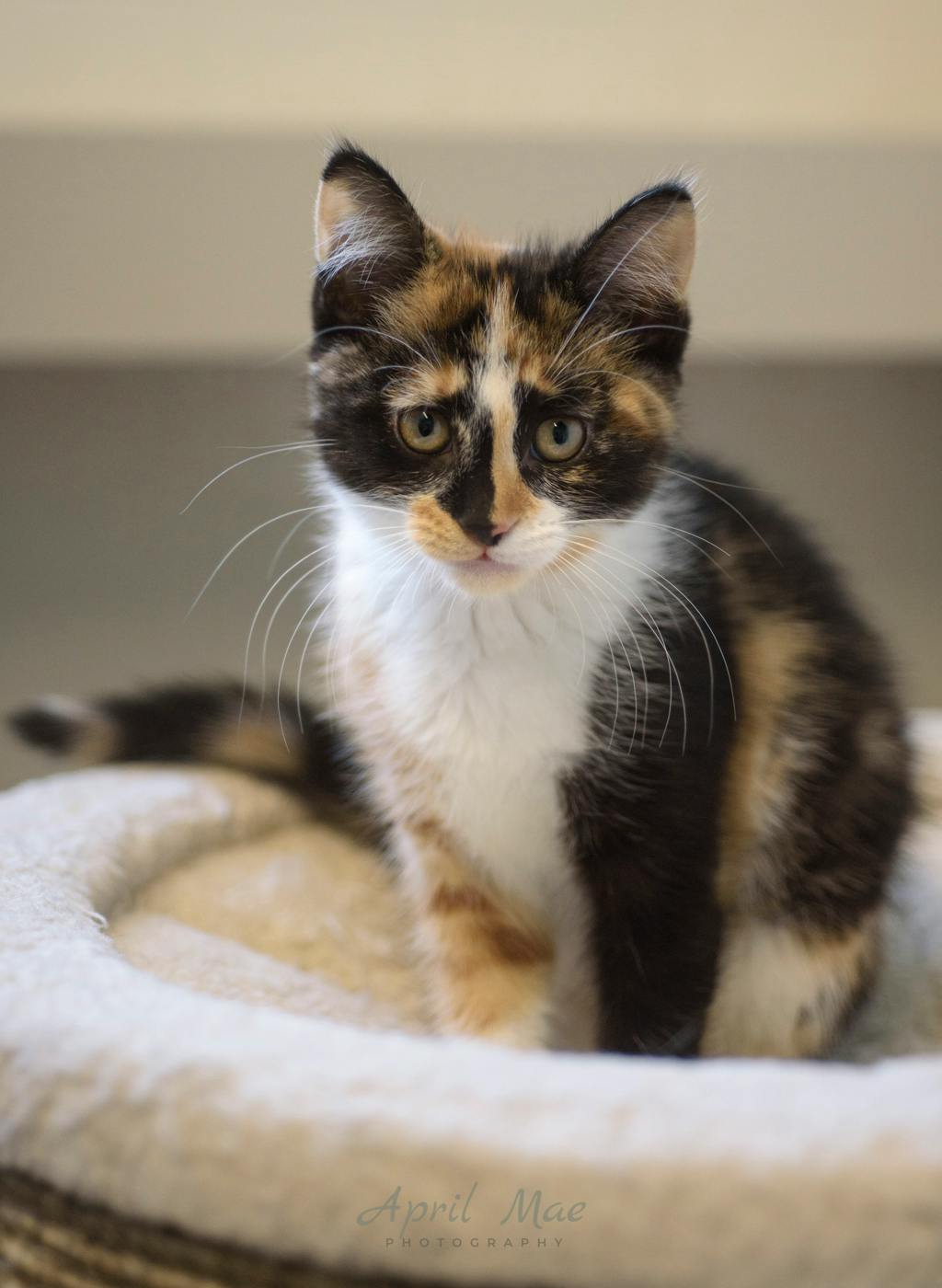 Birch (petsmart) Image