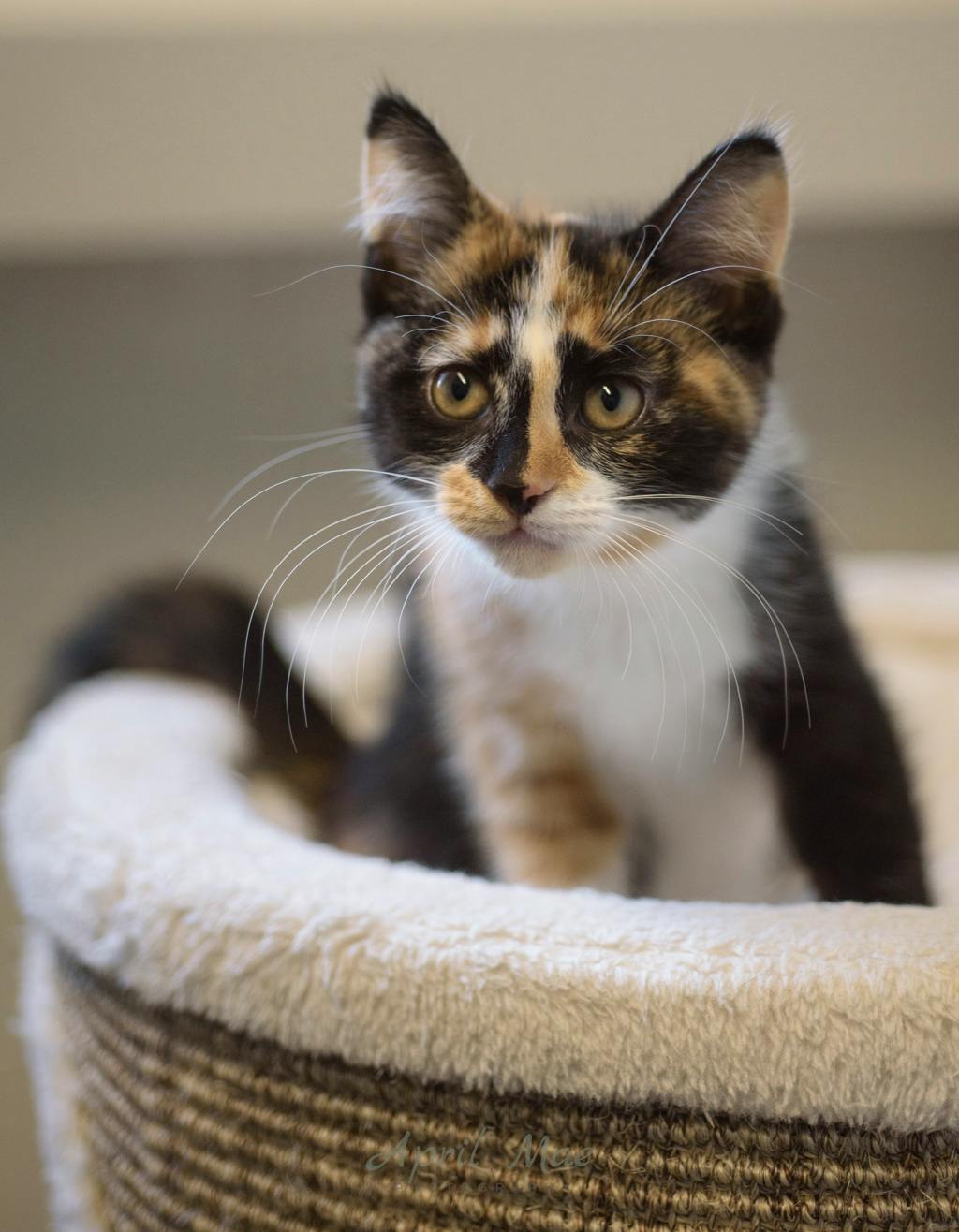 Birch (petsmart) Image