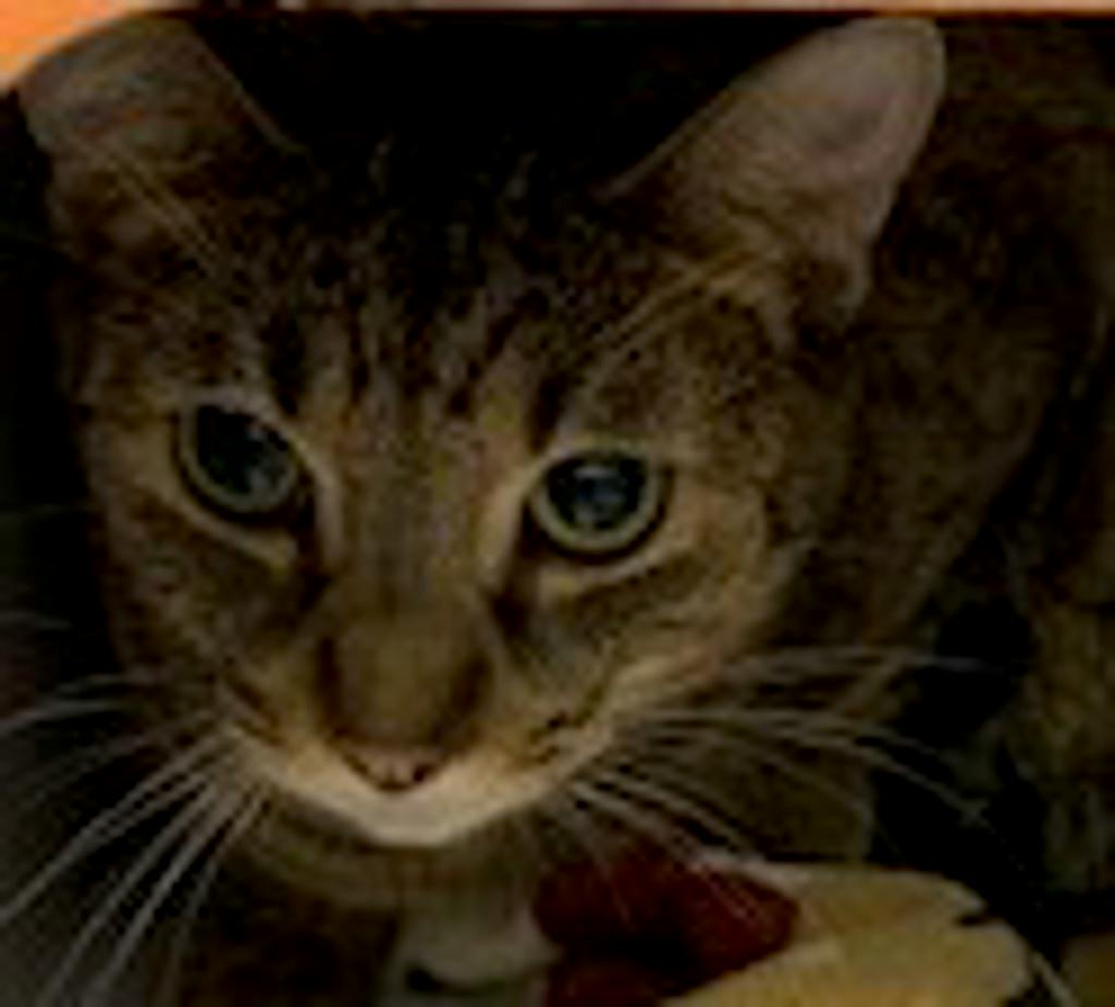Pillow, a 3 years and 2 months old Brown Tabby Female Domestic Short Hair Cat