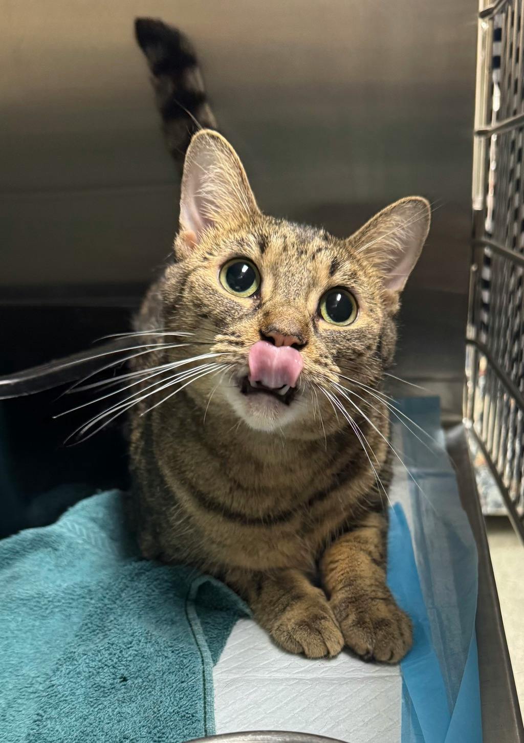 Pillow, a 3 years and 2 months old Brown Tabby Female Domestic Short Hair Cat