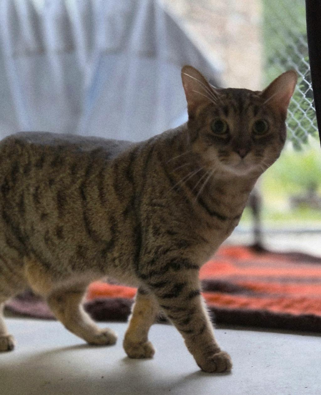 Pillow, a 3 years and 2 months old Brown Tabby Female Domestic Short Hair Cat