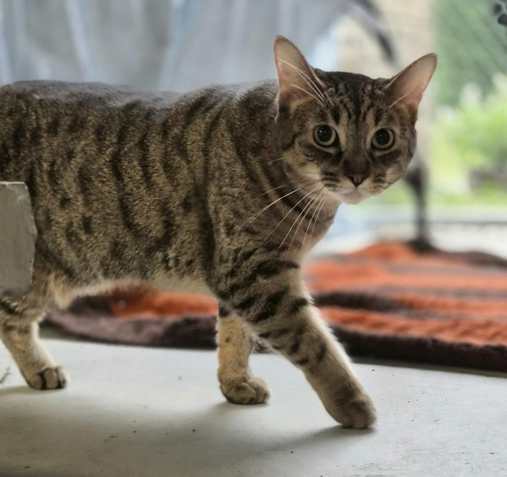 Pillow, a 3 years and 2 months old Brown Tabby Female Domestic Short Hair Cat